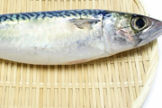 堤防釣りしてたら「釣れてます？」って聞かれて「サビキで鯖釣れてます」って答えたら鼻で笑われたんだが...