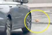 【ネコ】車に轢かれかけた小さな小さな猫ちゃんを救った動画がコメントを集める。