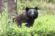 昨日クマに出会ったんだけどさぁ?