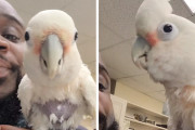 完璧なリズム感！飼い主さんのビートボックスと見事にシンクロしているオウムが可愛い！