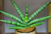 緑色のヘビみたいな多肉植物「サンセベリア」がインスタグラムで大人気！