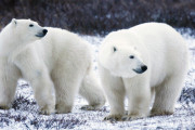 ホッキョクグマの共食いが増加してるらしい