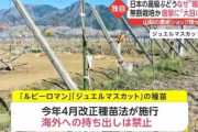 判ってて買ったんだよね　～　韓国流出「ルビーロマン」　現地生産者が証言「苗木は仲買人から購入した」