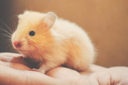 【驚愕】ハムスターから人に感染してしまう・・・