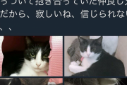 中川翔子「ウチの猫死んじゃった…」飼い主「いやそれウチの猫や」←結局これなんだったの？