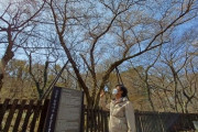 【韓国研究者】 奪われた名前「王桜」…王桜とソメイヨシノ、済州にはどちらも自生
