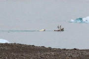 【画像】トナカイ狩るホッキョクグマの珍しい映像、温暖化で食性変化か