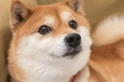 【画像多め】日本人って犬界の中だと柴犬みたいだよなwwww