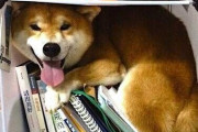イッヌ、本棚に入ってご満悦