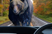 北海道をドライブ中にヒグマと遭遇したときの対処法