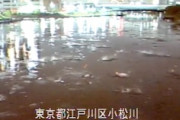 地震に驚いて一斉に飛び跳ねる魚。荒川水系で撮影された動画が話題に。