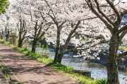【これ】昔の人「街中に桜植えまくらなきゃ！（使命感）」
