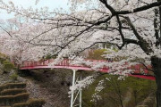 日本三大桜の名所の高遠でお花見したぞい