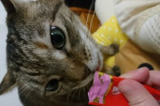 【ねこ画像】うちの猫様が14歳のお誕生日を迎えました…バースデーちゅーるに夢中ですwww