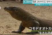 コモドドラゴン、東山動植物園に襲来
