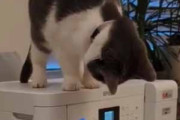 うちの猫がプリンターの上にいた。出てくる紙を覗き込んでいる → こうなった…