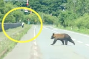 観光客危機一髪。国道391号線で目撃されたヒグマさんの映像。