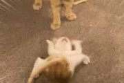 ネコと遊びたい子猫。でも猫はそんな気分じゃない → 子猫、ちょっと寂しそう…