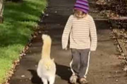 近所のネコとうちの息子はとっても仲良し。散歩中に出会う → いつもふたりはこうなります…