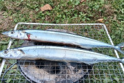 【画像】いい天気だからお外で秋刀魚焼いたった【キャンプ】