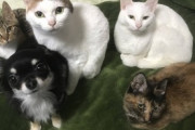 【画像】猫も女の子の方がかわいい顔してるよねwww