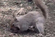 【動画】冬に備えて食料を土に埋めたリスさん、速攻で盗まれてしまう