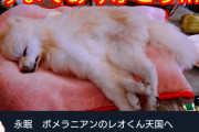 YouTuber「飼ってた犬が死んだ…せや！」