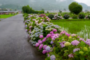 海外「水田と紫陽花の組み合わせが本当に美しい」紫陽花の町、開成町の紫陽花を見た海外の反応