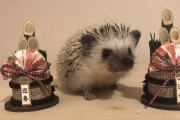 ワイのハリネズミ、年末でもかわいい（※画像あり）