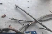 【イヌ】 家の玄関前に木が散らかっていた。竜巻でも起こったのかな？ → 原因はこれでした…