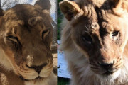 【生き物】  メスしかいない群れのライオンから「たてがみ」が生えて動物園の飼育員が困惑