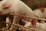 車の衝突試験に生きた子ブタを使う中国　米動物保護団体が「野蛮」と猛批判　