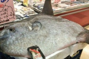 【画像】スーパーでマンボウ丸々一匹販売されるｗｗｗｗｗｗｗｗｗｗｗｗｗｗｗ