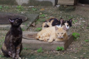 【ねこ画像】近所のねこ、お寺のねこ ほか【再】