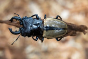 【画像】海外のカブトムシやクワガタ見てきた