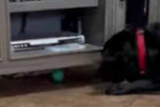 【イヌ】 遊んでいたボールがテレビ台の下に転がってしまった。狭くて取れないんだワン → すると…