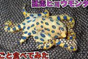生物系YouTuber「ヒョウモンダコを丸ごと食べてみた」→無症状のまま1匹完食に成功