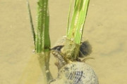 【朗報】ジャンボタニシ、無農薬栽培に役立つ益虫だったｗｗｗｗｗｗｗｗｗｗｗｗｗｗｗ