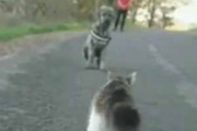 ネコが散歩の途中で犬に出会った。近づいて行く。何が始まるんです？ → こうなる…