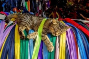 【ねこGIF】ラグを器用に小さく畳んでくれる猫さん…お手伝いお疲れさまですwww
