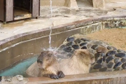 カピバラさんの打たせ湯動画　かわいい
