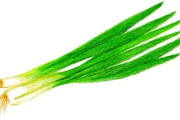 京野菜「九条ねぎ」に「中国産」混ぜ販売、産地偽装の疑い 青果卸売業の元社長の男逮捕