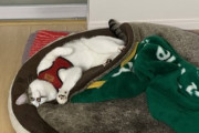 【ねこ画像】カーテン越しなら撫でてもOKになった三毛の保護猫さん…少しずつ心を開いてくれてるご様子ですwww