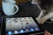 猫も遊ぶiPad【再】