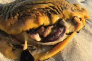 ペットの犬を殺すことも・・・　砂浜で黄色くぶよぶよとした謎生物が発見され地元住民困惑　オーストラリア