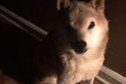 すごく不機嫌そうに見える柴犬、海外で人気者として話題に