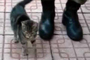 【子ネコ】 男が足踏みしていると隣に子猫がやってきた。イチ ニッ、イチ ニッ♪ → 兵士と一緒にこうします…