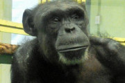 【訃報】天才チンパンジー「アイ」逝去　49歳