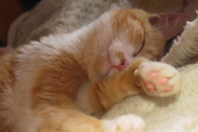 家猫の寝顔～