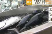【悲報】漁師「いやああああ！！！カツオが35倍の漁獲量で激安になっちゃうのおおおお！！」